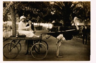 Unidentified Woman

The Wagon is from the Cawston Ostrich Farm in South Pasadena. The Woman are Unidentified. Cawston Ostrich Farm, located in South Pasadena, California, United States, was opened in 1896 by Edwin Cawston. It was one of America's first ostrich farms and was located in the Arroyo Seco Valley just three miles (5 km) north of downtown Los Angeles and occupied nine acres. The Farm Closed in 1935.

(This Photo was found with the Newport Bar Photos and sold as one collection from the same family.) 

